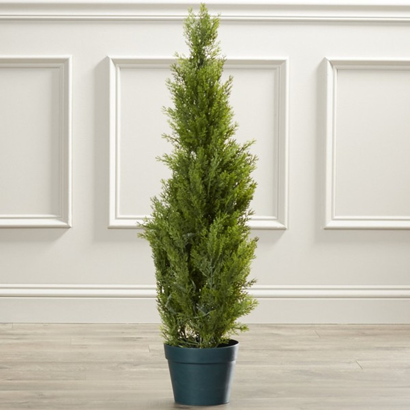 get some deals Christmas Small tree Plant(Hybrid, Pack of 1, Foliage)