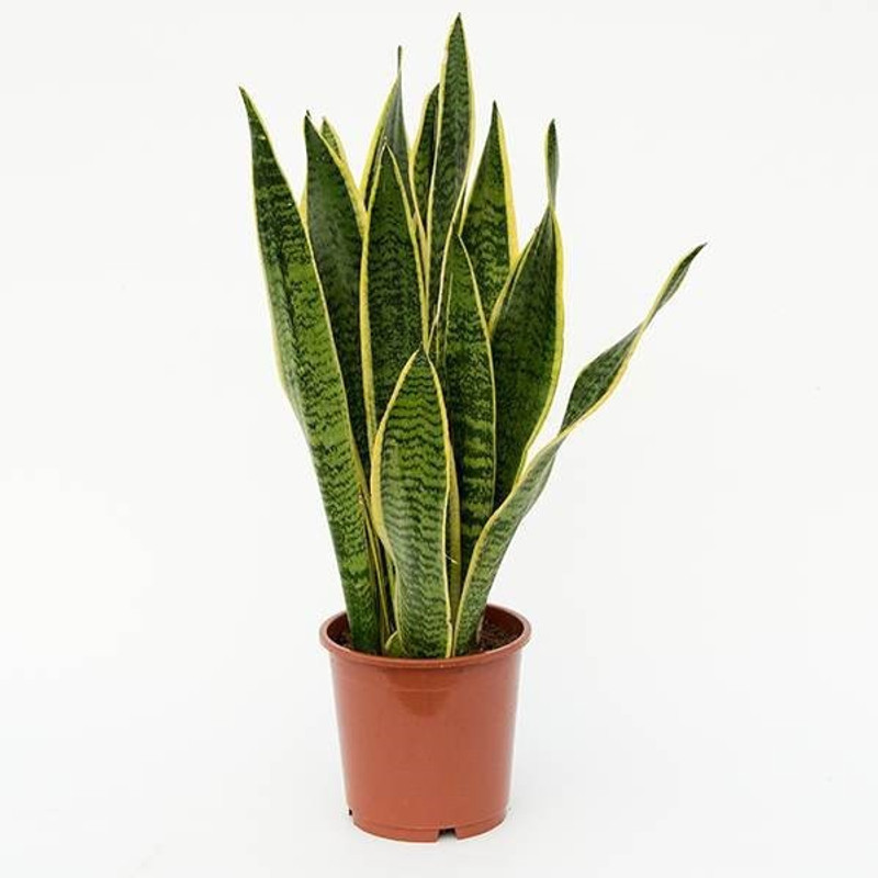 get some deals Snake Plant Plant(Hybrid, Pack of 1, Foliage)