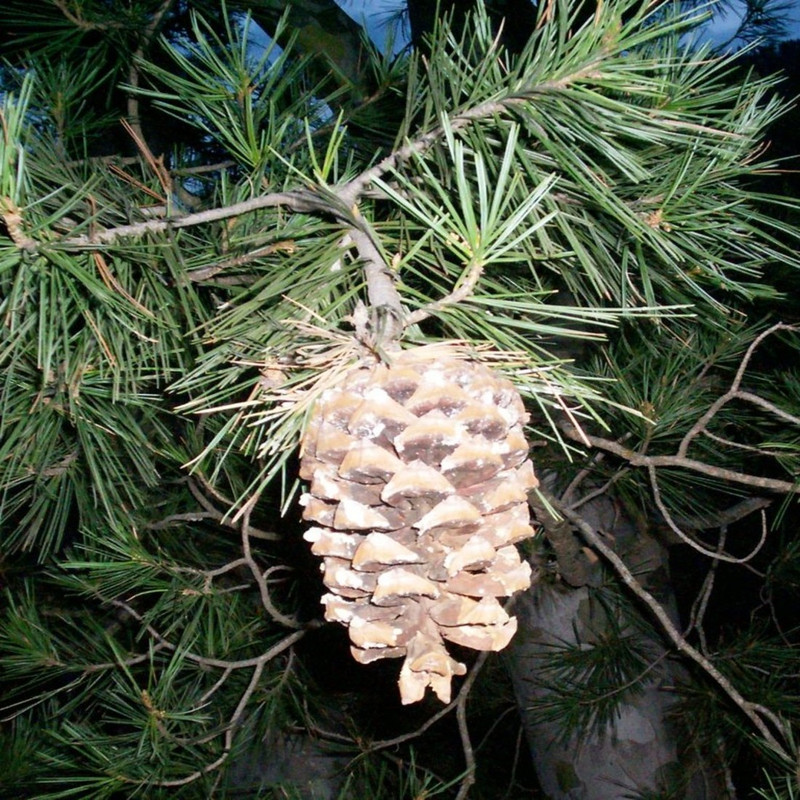 syed garden Pinus gerardiana seed Seed(50 per packet)