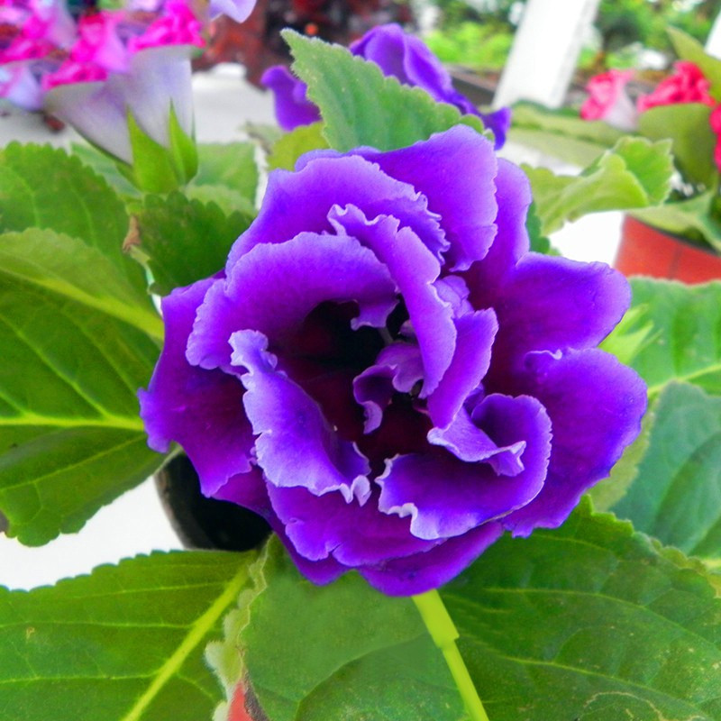 nema Gloxinia Seed(100 per packet)