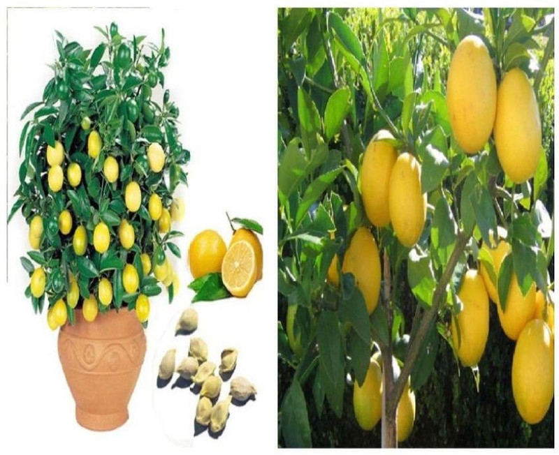 greenly Imported Bonsai Lemon Tree Seeds (Per packet 20 Seeds) Seed(20 per packet)