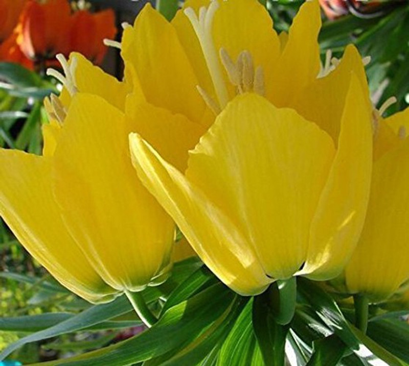 nema Yellow Imperial Crown Seed(10 per packet)