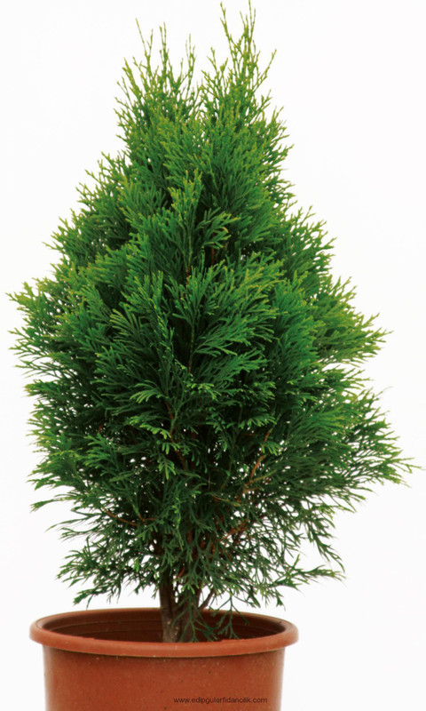 get some deals Thuja-Morpankhi Plant(Hybrid, Pack of 1, Foliage)