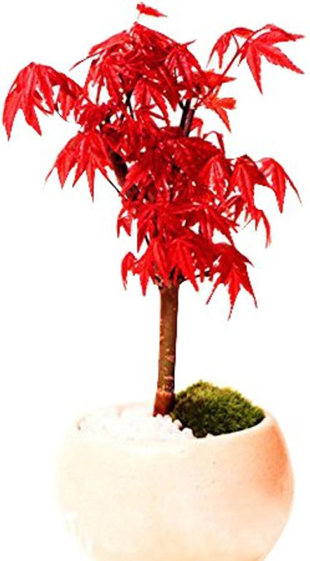 nema Canada Mini Red Maple Seed(20 per packet)
