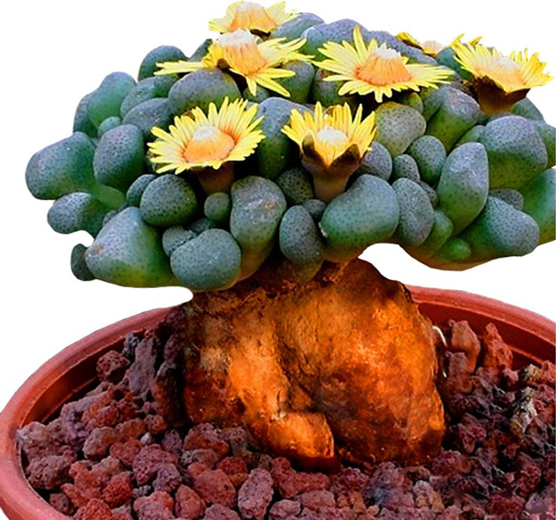 cheap clay plant pots Clay Square Pot  Liberty Landscape Supply