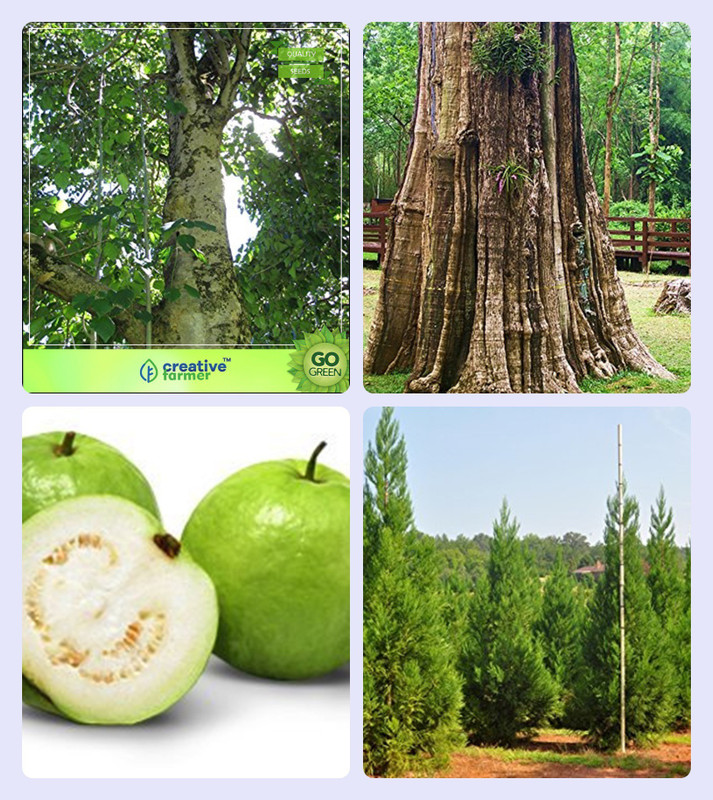 Buy Creative Farmer Tree 4 Types Gmelina Arborea,Teak ,Guava ,Japanese