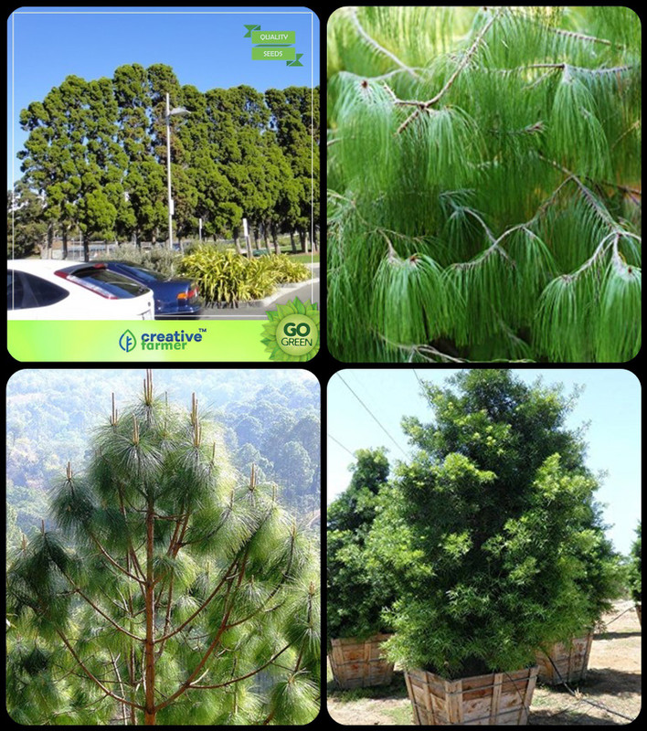 Creative Farmer Tree Seeds Planting Cupressus Torulosa ,Pinus Petula ,Pinus Roxburghaii ,Podocarpus Gracillior Combo For Home Garden Shade Tree/Ornamental Tree & Timber Species & Timber & Tree Seeds Seeds By Creative Farmer Seed(4 per packet)