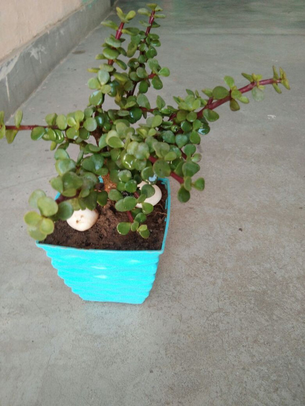 get some deals Jade Crassula plant Plant(Hybrid, Pack of 1, Shrub)