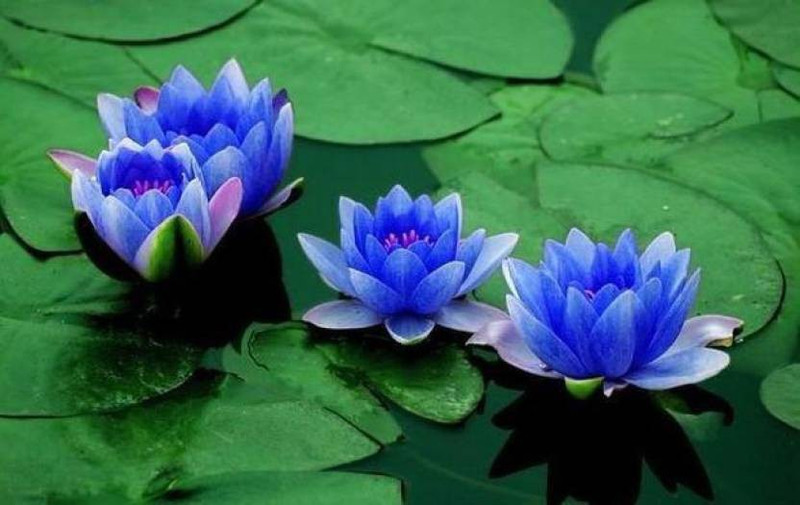 saaheli Lotus Blue (Pack of 80 Seeds) Seed(80 per packet)
