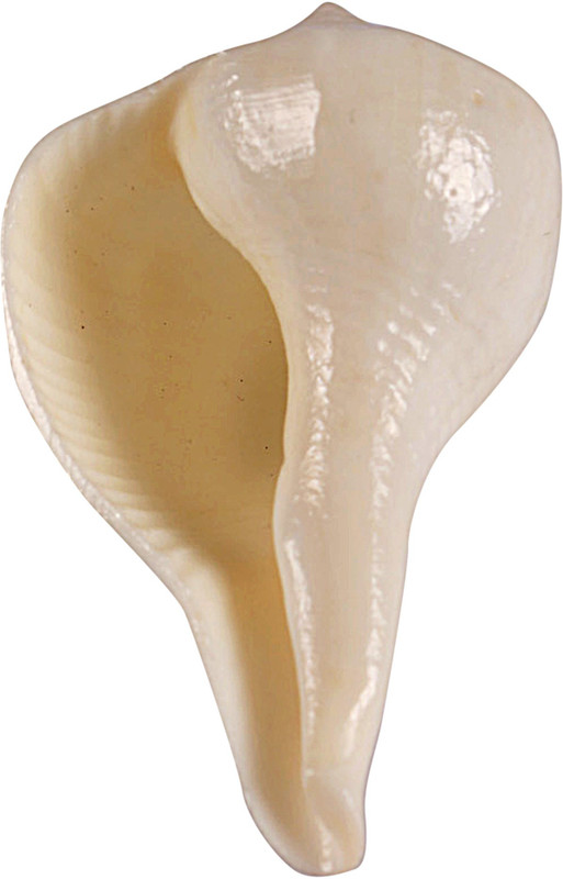 south adda Original White Color Right hand Shank Decorative Showpiece  -  4 cm(Stoneware, White)