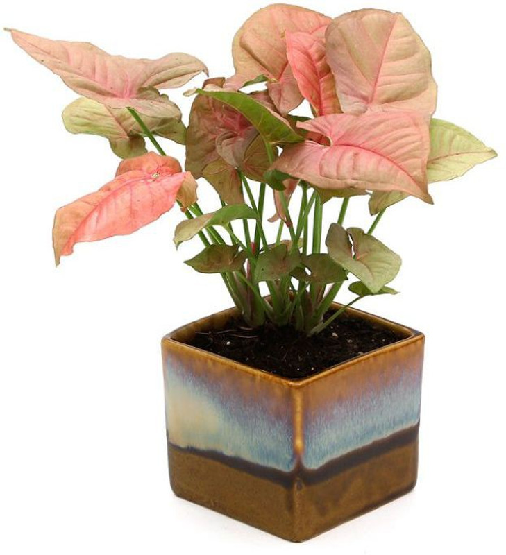 Exotic Green Indoor Pink Syngonium Plant Pack Of 1 Foliage Buy Online In China At China Desertcart Com Productid 147380492 Koep online syngonium pink allusion (409320114) groena krukvaexter • avslutad 26 jul 11:30. desertcart