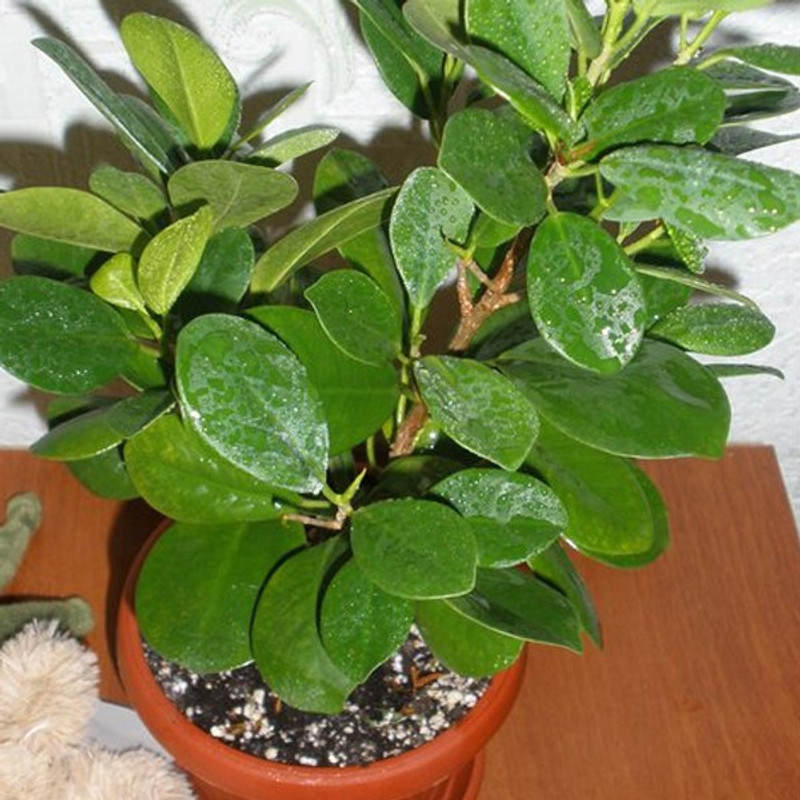 get some deals Ficus mini indoor & outdoor Plant(Hybrid, Pack of 1, Bonsai)