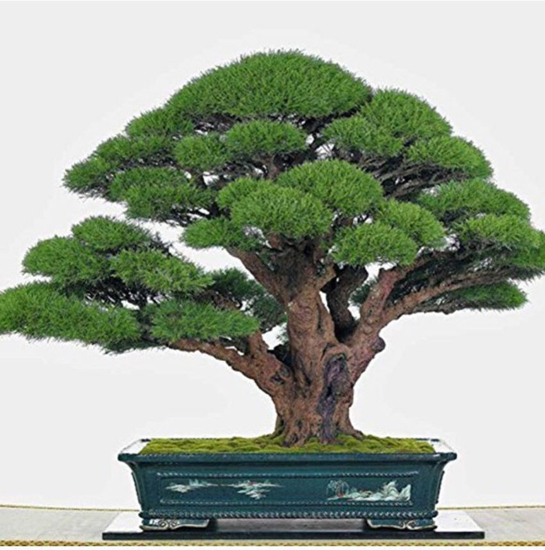 greenly imported beautiful japanese-pine tree Seed(10 per packet)