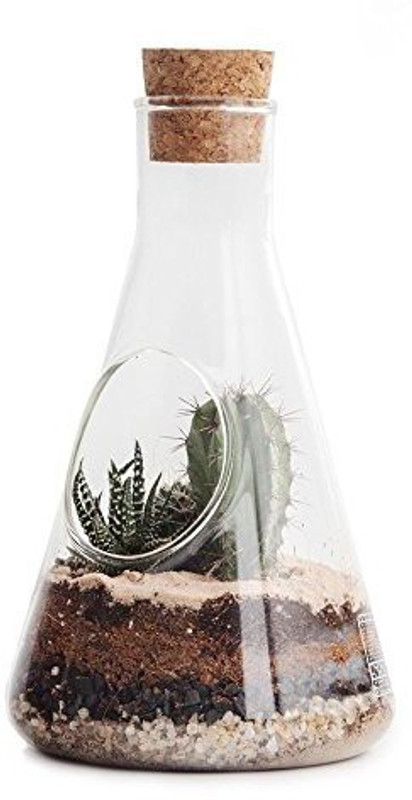 Suck UK Chemistry Terrarium Kit(Multicolor)