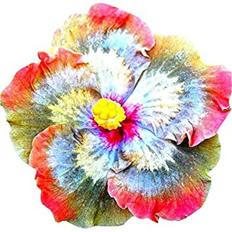 priyathams Rainbow Giant Hibiscus Flower Plant Seed(20 per packet)