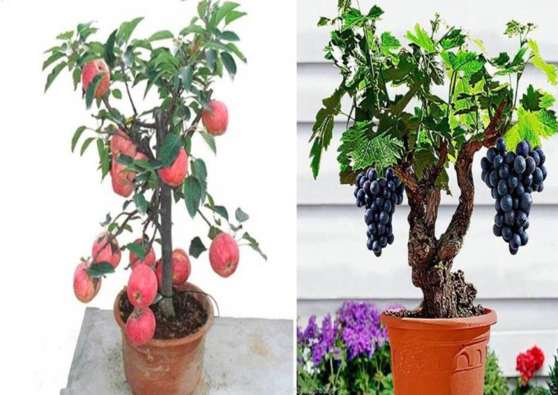 Priyathams Imported Bonsai Organic Fuji Apple Plant Seed Bonsai Grape |  Desertcart Barbados
