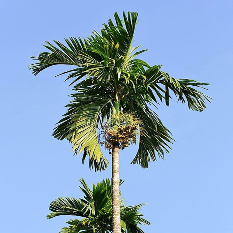 syed garden areca catechu seed Seed(50 per packet)