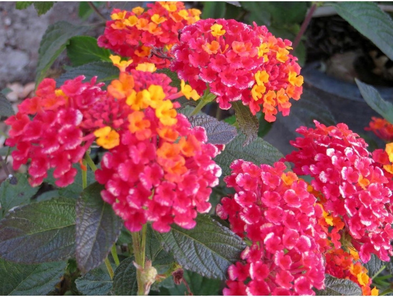 syed garden lantana camra pink seed Seed(50 per packet)