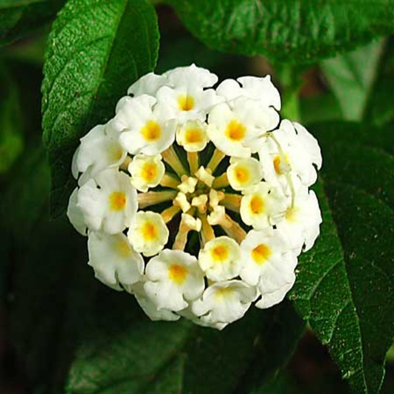 syed garden lantana camra white seed Seed(50 per packet)