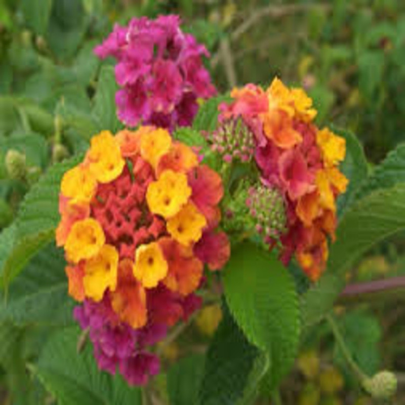 syed garden lantana camra purple seed Seed(50 per packet)