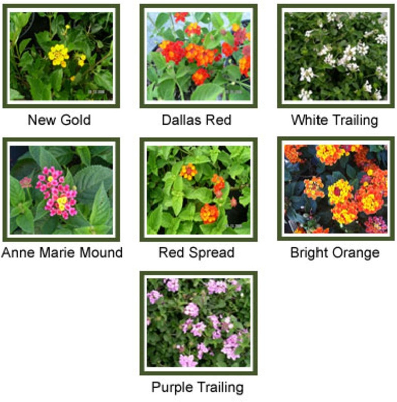 syed garden lantana camra dual color seed Seed(50 per packet)