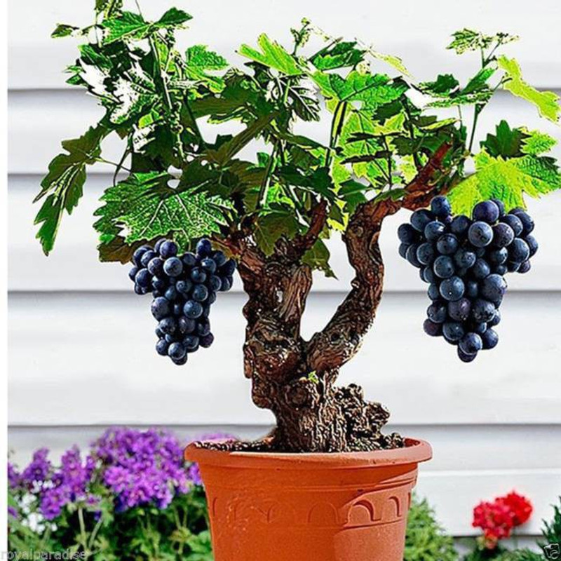 vs global IMPORTED mini grape seeds/delicious Miniature Grape Vine(50 per pocket) Seed(50 per packet)