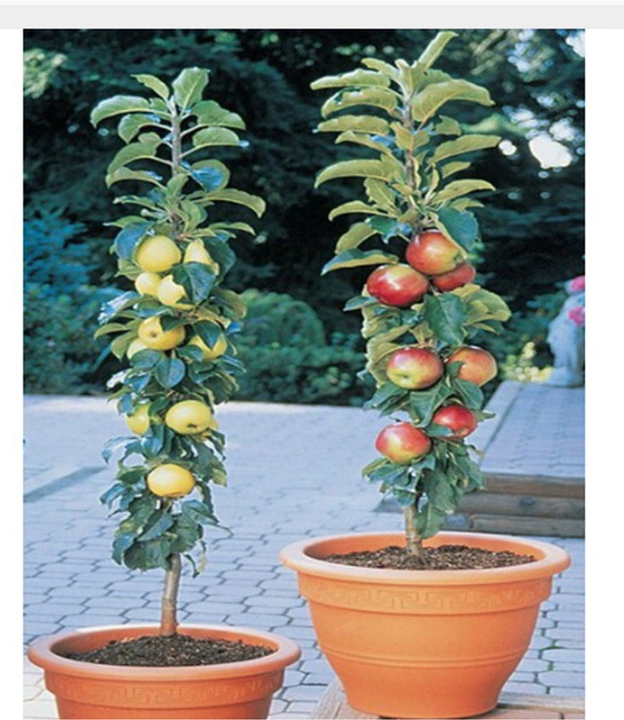 priyathams Bonsai /Potted/Imported/Organic GREEN + RED (each 5 seed mix) sweet Apple plant Seed(10 per packet)