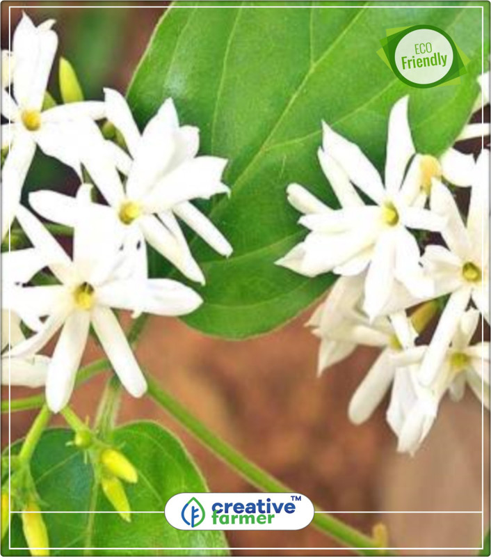 Creative Farmer Parijaat Or Harsingar Small Ornamental Tree With Fragrant |  Desertcart Gambia