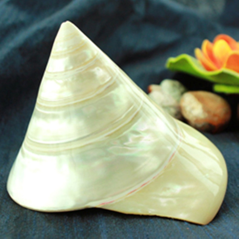 ecraftodisha eCraftOdisha 100% genuine moti sankh for goodluck Sacred Shankh(White)
