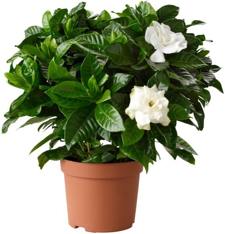 Buy OjOrey Arabian Motia Flower Jasmine Live y Yes Pack of 22