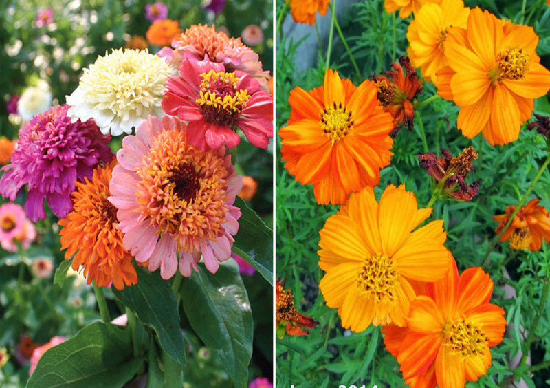 Buy Airex Zinnia Scabiosa Mixed (Hybrid) and Orange Cosmos Seed + Humic Fertilizer (For Growth