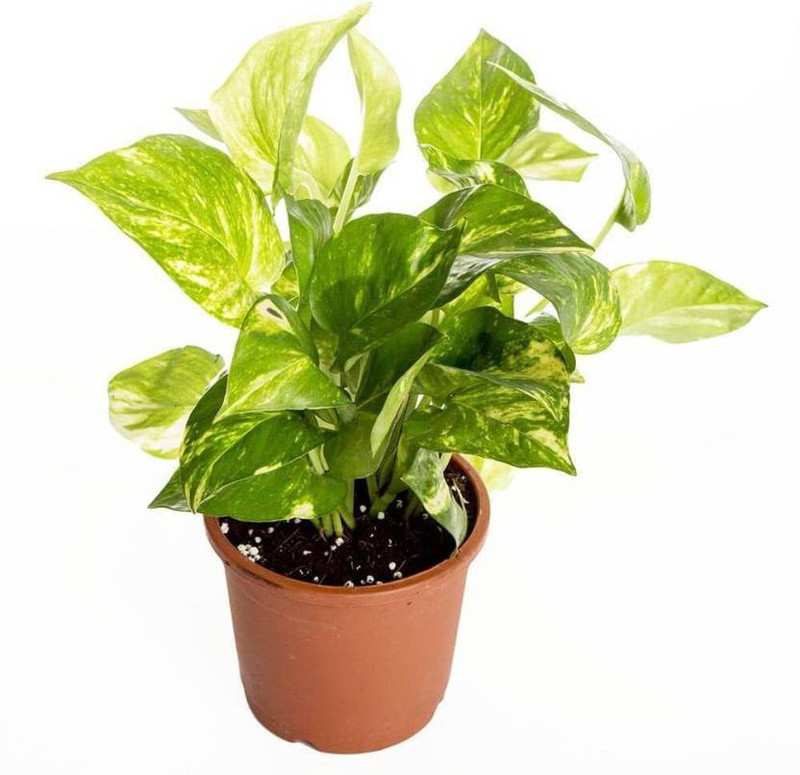 get some deals Green Money Plant Plant(Hybrid, Pack of 1, Foliage)
