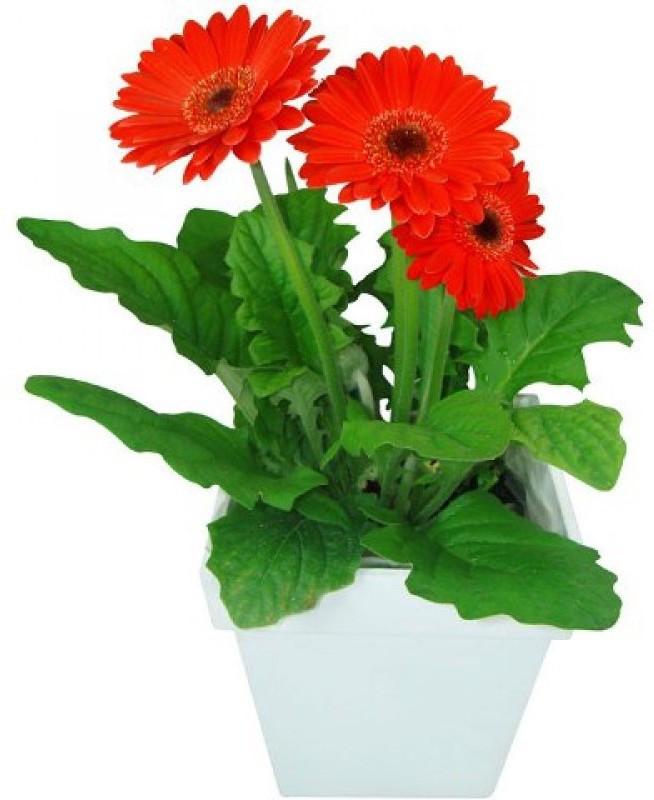 plantvlant Gerbera Live plant Plant(No Pack of 1 Flower)