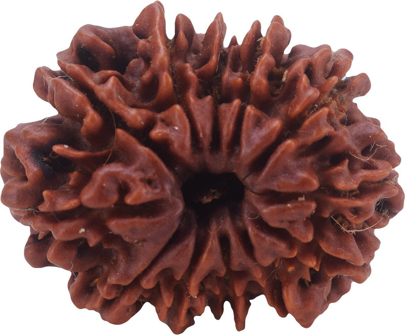 settiyar kadai 11 Mukhi Rudraksha, Eleven Face Radraksha, 11 Face Radraksha, Original Rudraksha Wood