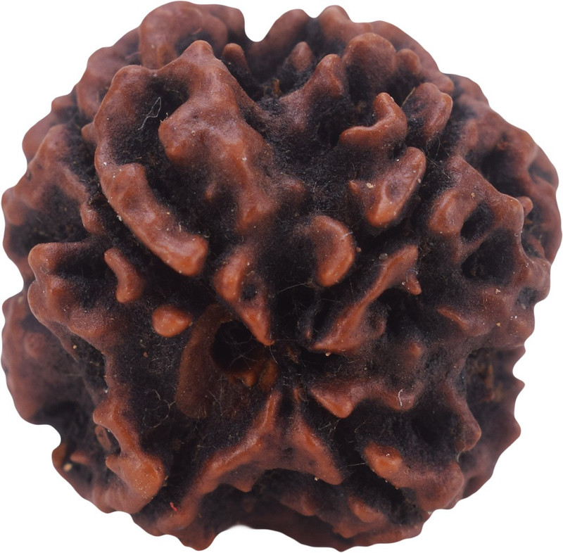 settiyar kadai 4 Mukhi Rudraksha, Four Face Radraksha, 4 Face Radraksha, Original Rudraksha Wood