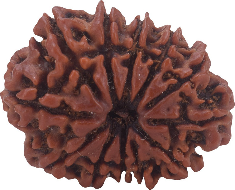 settiyar kadai 12 Mukhi Rudraksha, Twelve Face Radraksha, 12 Face Radraksha, Original Rudraksha Wood
