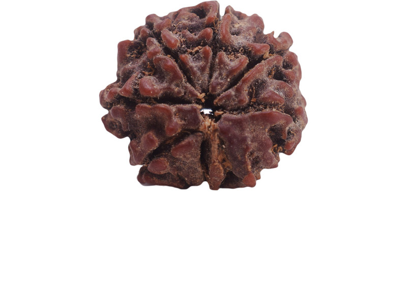 settiyar kadai 7 Mukhi Rudraksha, Seven Face Radraksha, 7 Face Radraksha, Original Rudraksha Wood