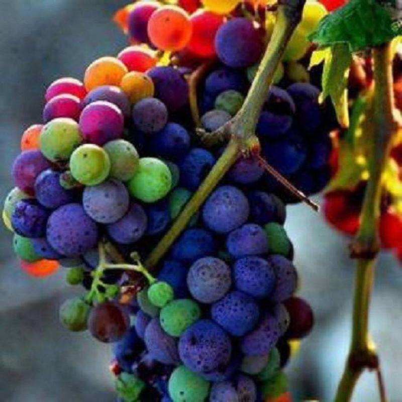 priyathams Imported Rainbow grapes plant Seed(25 per packet)