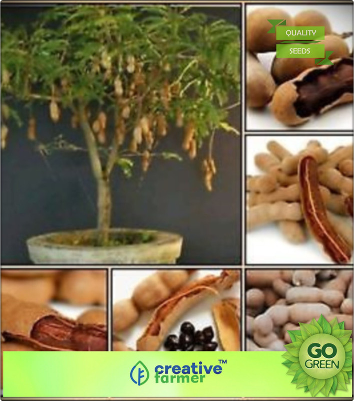 Creative Farmer Fruit Bonsai Seeds Fru Buy Online In Dominican Republic At Desertcart