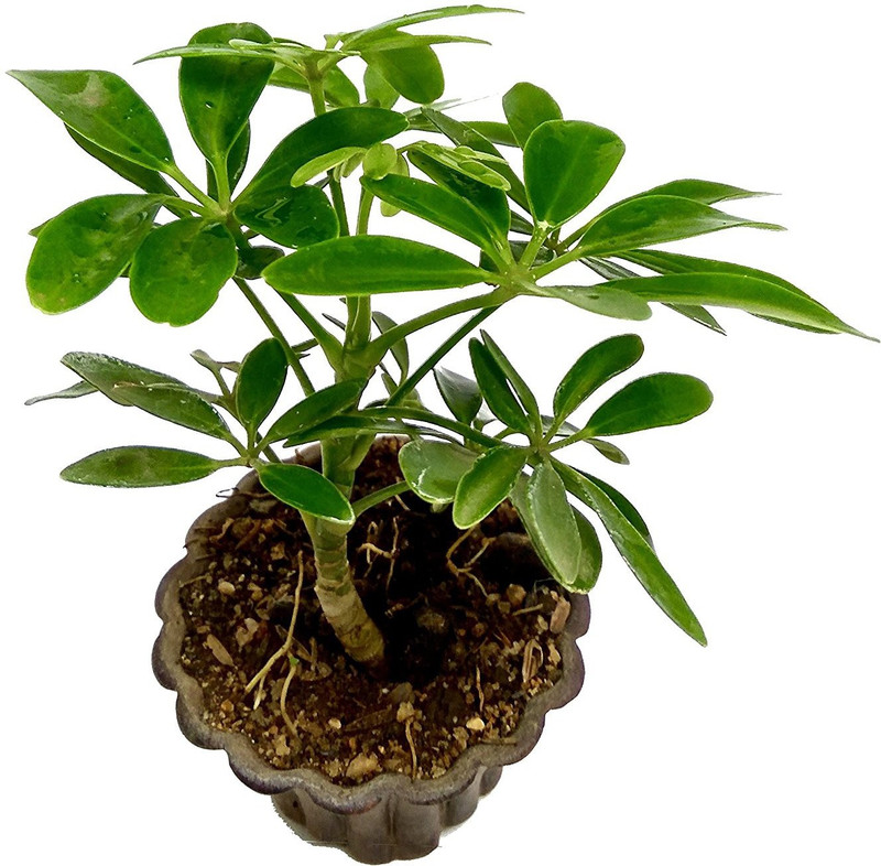 get some deals Schefflera Live plant with pot Plant(Hybrid, Pack of 1, Herb)