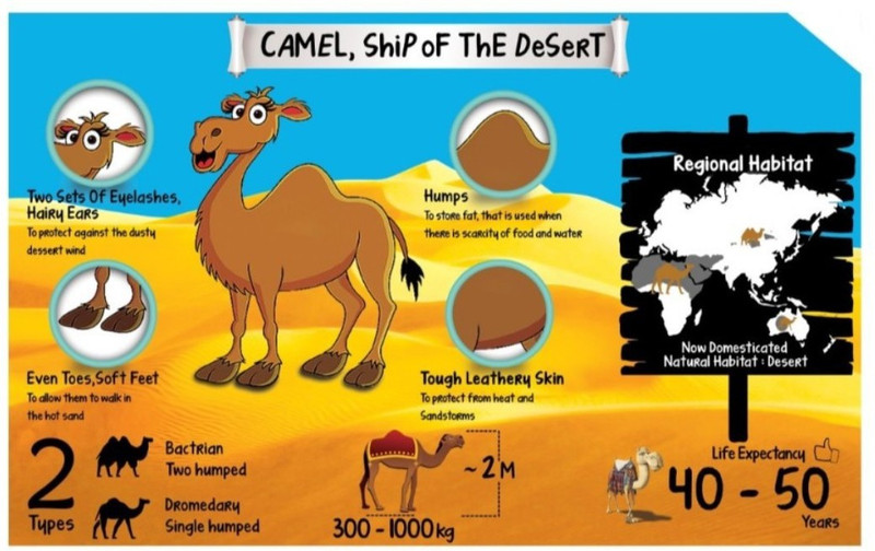 Animal Chart for Kids - Camel Poster - Size A3- 11.7 X 16.5 inches Paper Print(16.5 inch X 5 inch, Rolled)