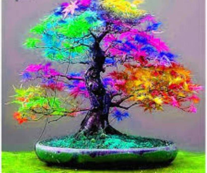 nskon BONSAI Japanese changed color Maple world Rare Rainbow Color Very Beautiful Japan Plant Seed(10 per packet)