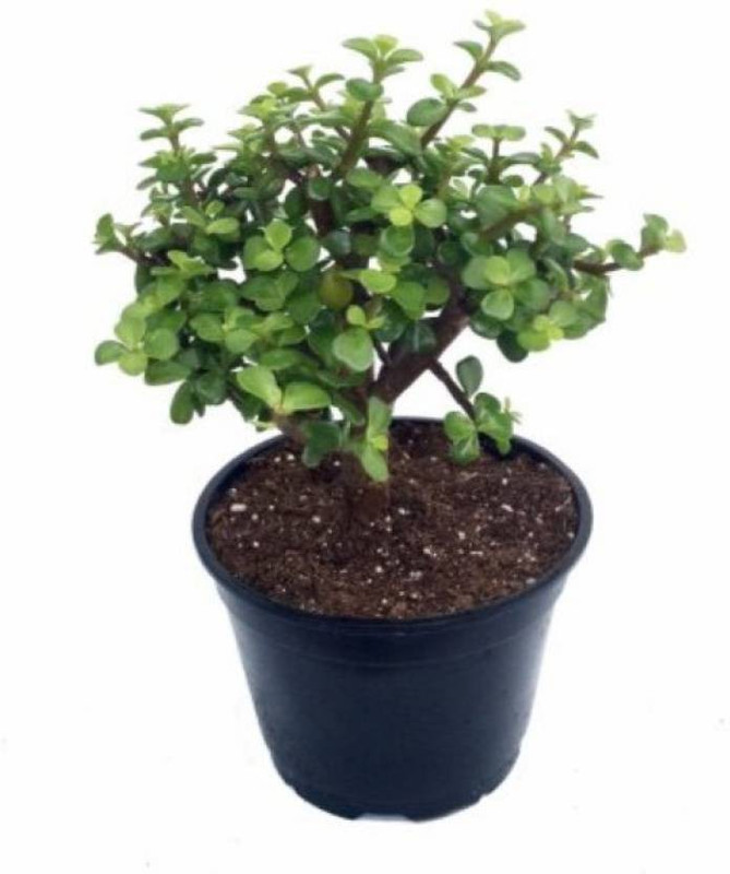 get some deals Bush Jade Plant,Green Bulby Jade Crassula Ovata Plant Plant(No Pack of 1 Foliage)