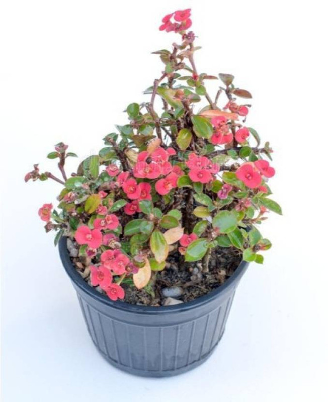 get some deals Euphorbia Flower Plant ,Mili Heathy Flower Plant Plant(Pack of 1, Flower)