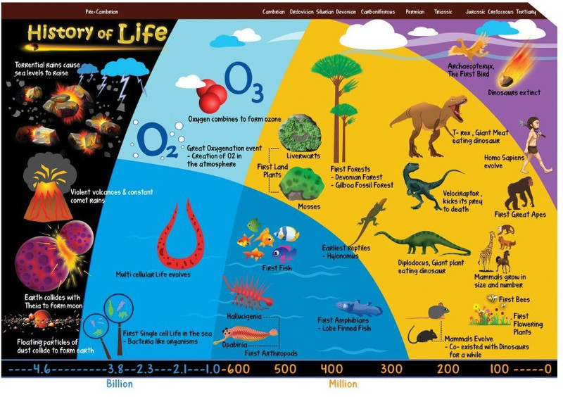 Science Poster for Kids - History of Life - Size A3 - 11.7 X 16.5 inches - Ideal for classroom and Home Paper Print(16.5 inch X 11.5 inch, Rolled)