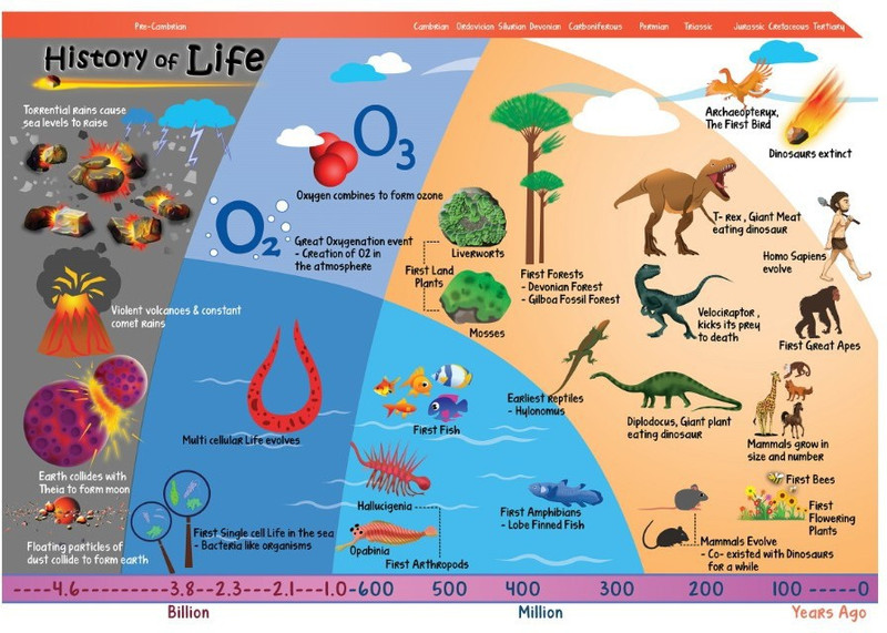 Science Poster for Kids - History of Life - Size A3 - 11.7 X 16.5 inches - Ideal for classroom and Home (Multicolor) Paper Print(16.5 inch X 11.5 inch, Rolled)