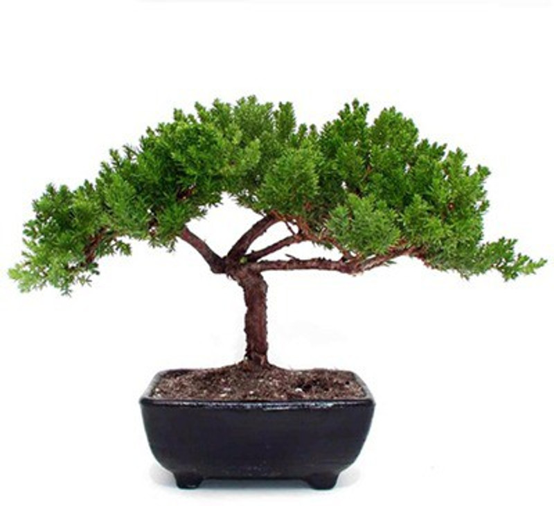 get some deals Juniper Live plant mini Bonsai with plastic tray Plant(Hybrid, Pack of 1, Herb)