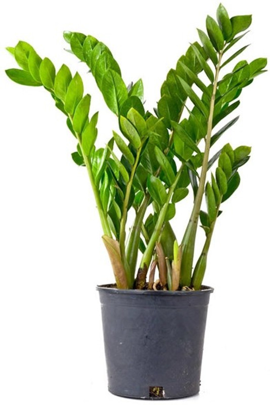 get some deals Zamiculus indoor plant air purifeying Plant(Yes Pack of 1 Herb)