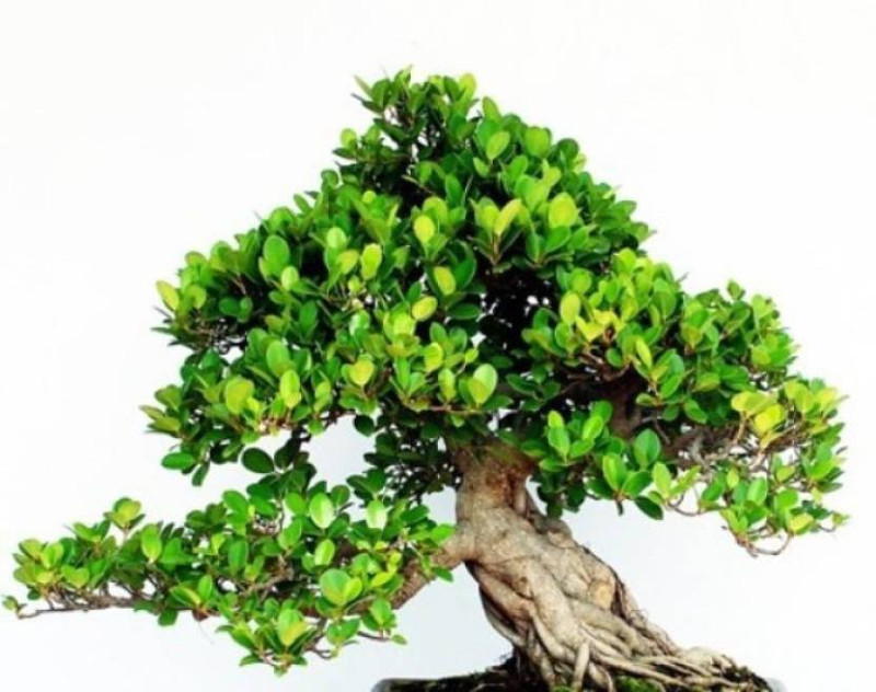 greenly Borasli Tree Seeds Seed(10 per packet)
