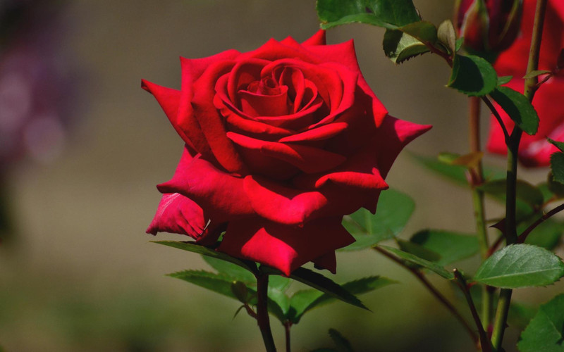 greenly Red Rose seeds Seed(25 per packet)